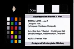 Foto (Objekt + Etikett) von Decapoda indet.  (NHMW-GEO-1990-0041-2713)